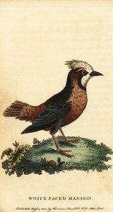 Witgepluimde miervogel, Pithys albifrons