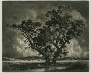 Oud Cottonwoods, Colorado door George Elbert Burr