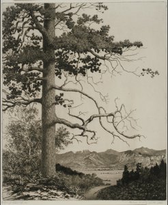 Old Pine, Estes Park door George Elbert Burr