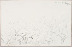 Olijven--Fiesole door George Elbert Burr