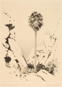 Palm Canyon (nr.1)