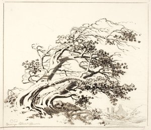 Schets voor Pijnbomen in de wind, Estes Park