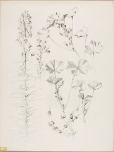 Zonder titel (Botanische studie) door George Elbert Burr