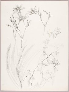 Zonder titel (Botanische studie) door George Elbert Burr