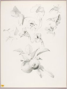 Zonder titel (Botanische studie) door George Elbert Burr