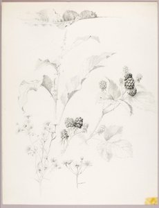Zonder titel (Madeliefjes en bramen) door George Elbert Burr
