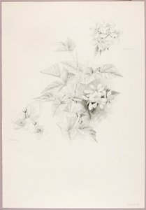 Zonder titel (Dauwbraam en braam) door George Elbert Burr