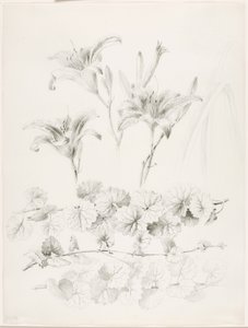 Zonder titel (Lelies en grondlelie) (Glecoma Hederacea) door George Elbert Burr