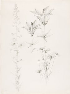 Zonder titel (Lelie, Madeliefje, Hibiscus) door George Elbert Burr