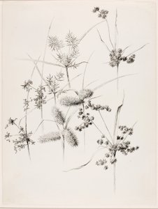 Zonder titel (Sedgegrassen) door George Elbert Burr
