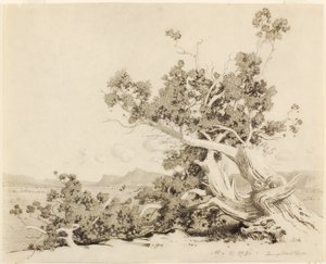 Zonder titel (Studie voor Old Cedars, New Mexico)