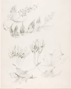 Zonder titel (Suikeresdoorn en valse salomonszegel) door George Elbert Burr