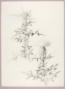Zonder titel (Distel) door George Elbert Burr