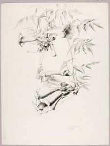 Zonder titel (Trompetstok) door George Elbert Burr