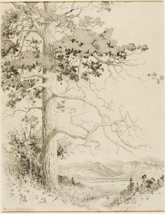 Zonder titel (transfer tekening voor Old Pine, Estes Park) door George Elbert Burr