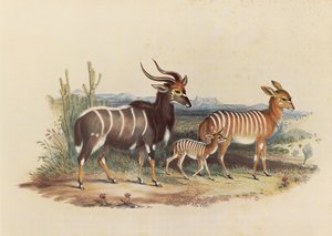 De Nyala door George French Angas