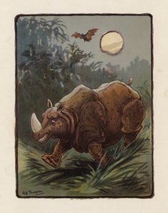 Neushoorn