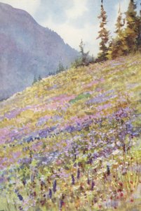 Veld van Campanula rhomboidalis op de Col de la Forclaz rond begin juli