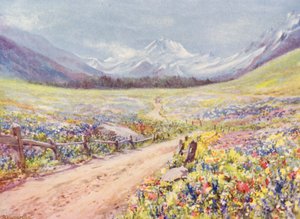 Juniweiden van Salvia, Lychnis, enz., in de Val Ferret, net voor aankomst in het dorp Praz de Fort