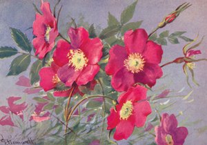 Rosa alpina, de doornloze Alpen Eglantine