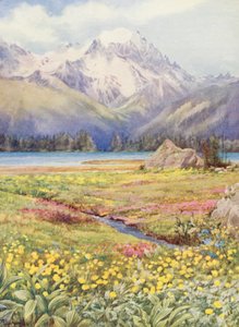 De bovenste velden van Champex begin juni, met de Grand Combin in de verte