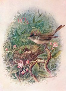 Zwartkop - Sylvia atricapilla