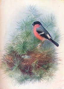 Goudvink - Pyrrhua europaea, ca. 1910 door George James Rankin