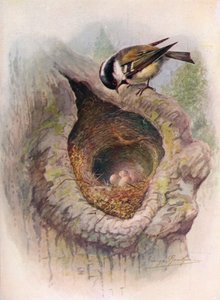 Koolmees - Parus ater, ca. 1910, 1910