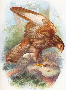 Buizerd - Buteo vulgaris, ca. 1910, 1910