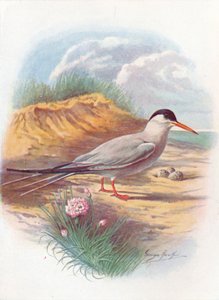 Visdief - Sterna fluviatilis