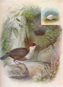 Waterspreeuw - Cinclus aquaticus, c1910, 1910 door George James Rankin