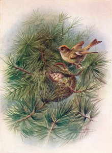Goudhaan - Regulus cristatus, ca. 1910