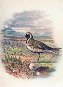 Goudplevier - Charadrius pluvialis, ca. 1910 door George James Rankin