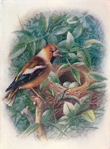 Appelvink - Coccothraustes vulgaris, ca. 1910 door George James Rankin