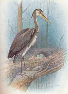 Reiger - Ardea cinerea, ca. 1910, 1910 door George James Rankin