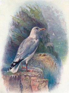 Zilvermeeuw - Larus argentatus, ca. 1910, 1910 door George James Rankin