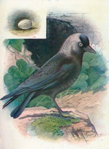 Kauw - Corvus monedula, ca. 1910
