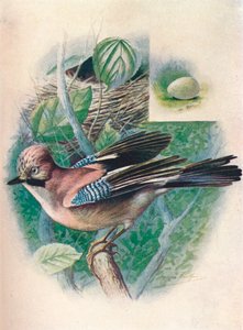 Gaai- Garrulus glandarius, ca. 1910
