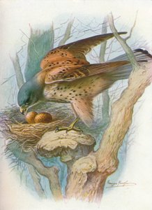 Torenvalk - Falco tinnunculus door George James Rankin