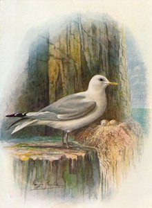 Drieteenmeeuw - Rissa tridactyla, c1910 door George James Rankin