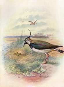 Kievit of kievit - Vnellus vulgaris, ca. 1910 door George James Rankin