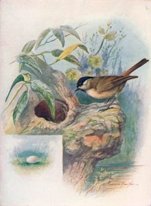 Glanskop - Parus palustris, c1910, 1910