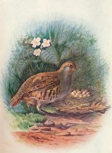 Patrijs - Perdix cinerea door George James Rankin