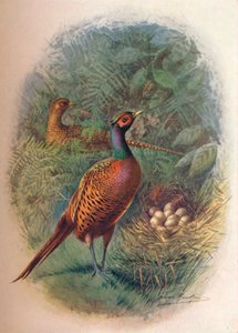 Fazant - Phasianus colchicus, ca. 1910 door George James Rankin