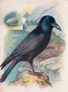 Raaf - Corvus corax, c1910