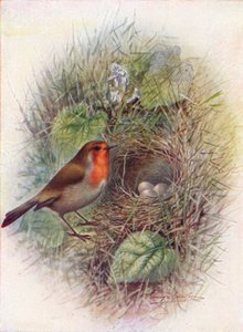 Roodborstje of Robin - Erithacus rubecula, c1910, 1910 door George James Rankin