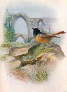 Roodstaart - Ruticilla phoenicurus, ca. 1910 door George James Rankin