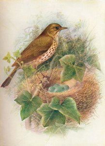 Zanglijster of Mavis - Turdus musicus, ca. 1910