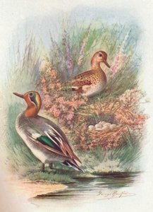 Wintertaling - Nettion crecca, ca. 1910 door George James Rankin