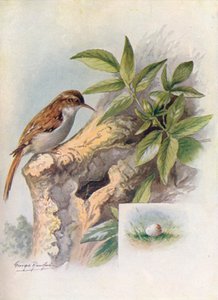 Boomkruiper - Certhia familiaris, ca. 1910